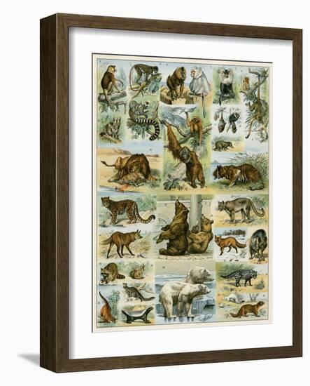 Some Wild Animals of the World-null-Framed Giclee Print