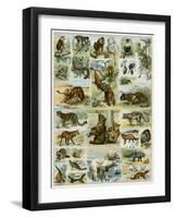 Some Wild Animals of the World-null-Framed Giclee Print