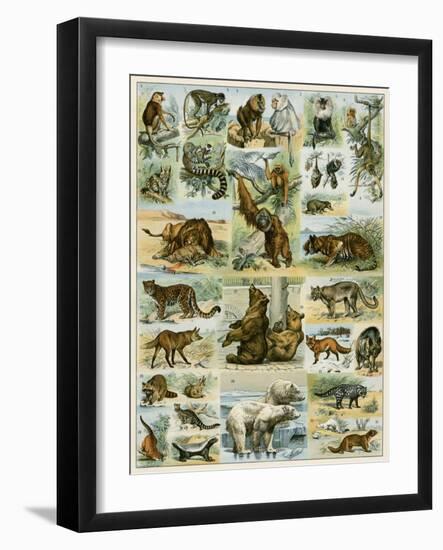 Some Wild Animals of the World-null-Framed Giclee Print