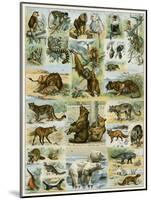 Some Wild Animals of the World-null-Mounted Giclee Print