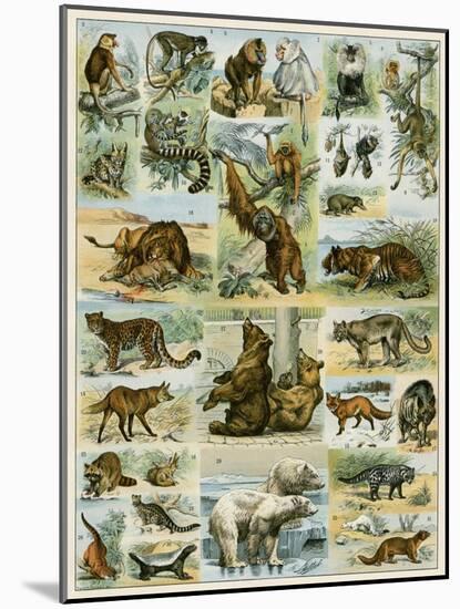 Some Wild Animals of the World-null-Mounted Giclee Print