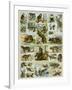 Some Wild Animals of the World-null-Framed Giclee Print