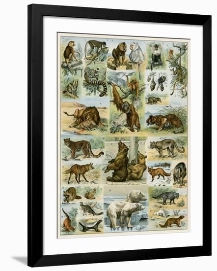 Some Wild Animals of the World-null-Framed Giclee Print