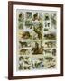 Some Wild Animals of the World-null-Framed Giclee Print