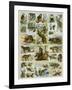 Some Wild Animals of the World-null-Framed Giclee Print