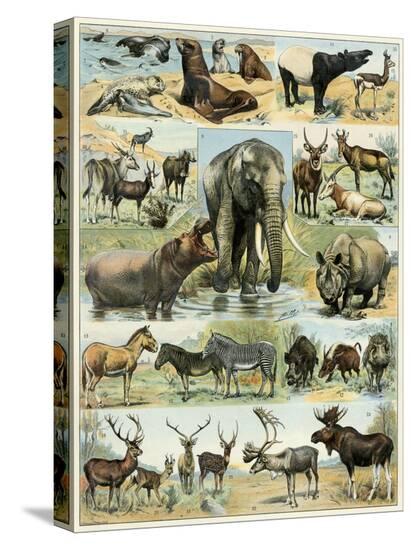 Stretched Canvas Print, , large