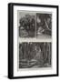Some Wonderful Trees in Ceylon-null-Framed Giclee Print