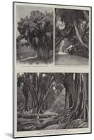 Some Wonderful Trees in Ceylon-null-Mounted Giclee Print