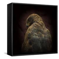 Somebody Watch Me-Savanna Hawk-Ferdinando Valverde-Framed Stretched Canvas