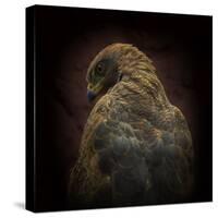 Somebody Watch Me-Savanna Hawk-Ferdinando Valverde-Stretched Canvas