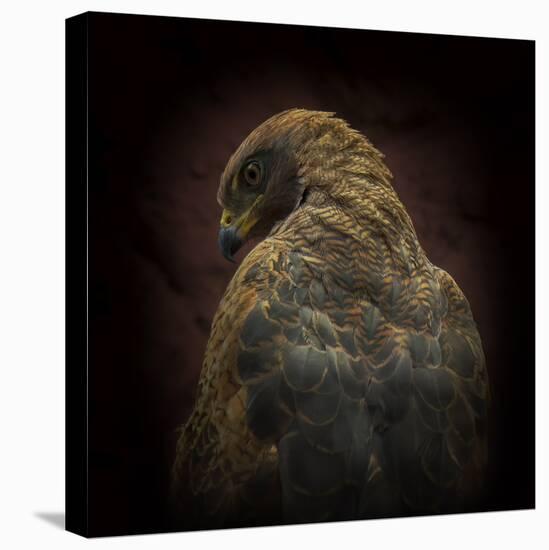 Somebody Watch Me-Savanna Hawk-Ferdinando Valverde-Stretched Canvas