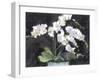 Something Floral VII-Samuel Dixon-Framed Art Print