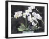 Something Floral VII-Samuel Dixon-Framed Art Print