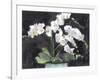 Something Floral VII-Samuel Dixon-Framed Art Print