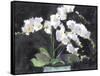 Something Floral VII-Samuel Dixon-Framed Stretched Canvas