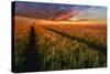 Somewhere At Sunset-Piotr Krol (Bax)-Stretched Canvas