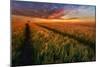 Somewhere At Sunset-Piotr Krol (Bax)-Mounted Photographic Print