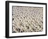 Somnambulists, 2008-Evelyn Williams-Framed Giclee Print