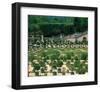 Somptuous Garden II-null-Framed Art Print