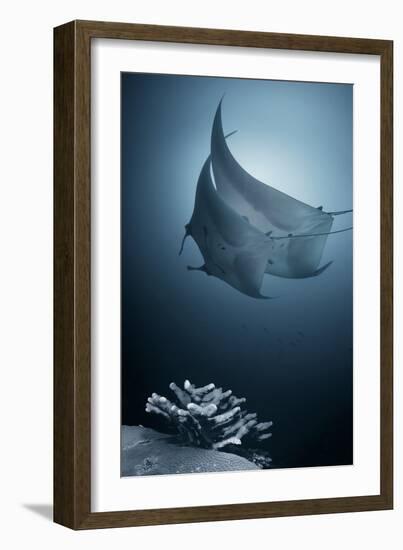 Sonata-Andrey Narchuk-Framed Photographic Print