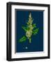 Sonchus Arvensis; Corn Sow-Thistle-null-Framed Giclee Print