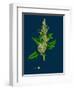 Sonchus Arvensis; Corn Sow-Thistle-null-Framed Giclee Print