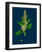 Sonchus Arvensis; Corn Sow-Thistle-null-Framed Giclee Print