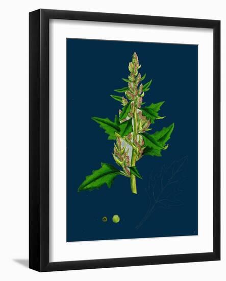 Sonchus Arvensis; Corn Sow-Thistle-null-Framed Giclee Print