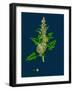 Sonchus Arvensis; Corn Sow-Thistle-null-Framed Giclee Print