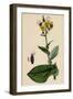 Sonchus Asper Rough Sow-Thistle Form with Undivided Leaves-null-Framed Giclee Print