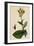 Sonchus Asper Rough Sow-Thistle Form with Undivided Leaves-null-Framed Giclee Print