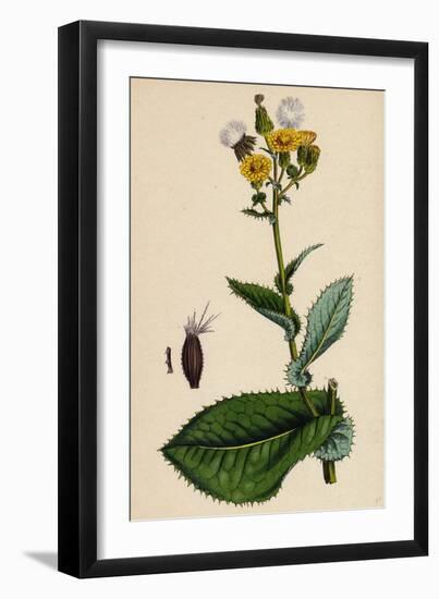 Sonchus Asper Rough Sow-Thistle Form with Undivided Leaves-null-Framed Giclee Print
