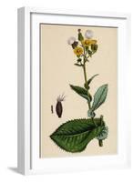 Sonchus Asper Rough Sow-Thistle Form with Undivided Leaves-null-Framed Giclee Print