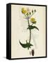 Sonchus Oleraceus Smooth Sow-Thistle-null-Framed Stretched Canvas