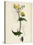 Sonchus Oleraceus Smooth Sow-Thistle-null-Stretched Canvas