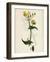 Sonchus Oleraceus Smooth Sow-Thistle-null-Framed Giclee Print