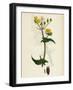 Sonchus Oleraceus Smooth Sow-Thistle-null-Framed Giclee Print