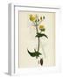 Sonchus Oleraceus Smooth Sow-Thistle-null-Framed Giclee Print