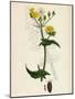 Sonchus Oleraceus Smooth Sow-Thistle-null-Mounted Giclee Print