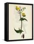 Sonchus Oleraceus Smooth Sow-Thistle-null-Framed Stretched Canvas