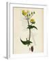 Sonchus Oleraceus Smooth Sow-Thistle-null-Framed Giclee Print