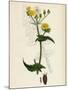 Sonchus Oleraceus Smooth Sow-Thistle-null-Mounted Giclee Print