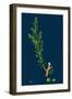 Sonchus Palustris; Marsh Sow-Thistle-null-Framed Giclee Print