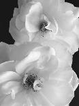 Iceberg Roses II-Sondra Wampler-Mounted Art Print