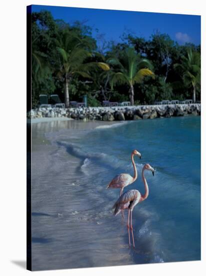 Sonesta Island, Aruba, Caribbean-Robin Hill-Stretched Canvas