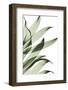 Song of India I295-Albert Koetsier-Framed Photographic Print