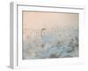 Song of the Morning Light-Dmitry Dubikovskiy-Framed Photographic Print