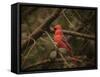 Song of the Red Bird 1-Jai Johnson-Framed Stretched Canvas