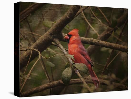 Song of the Red Bird 1-Jai Johnson-Stretched Canvas