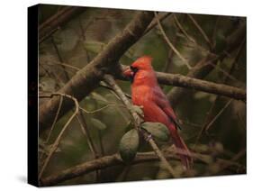 Song of the Red Bird 1-Jai Johnson-Stretched Canvas